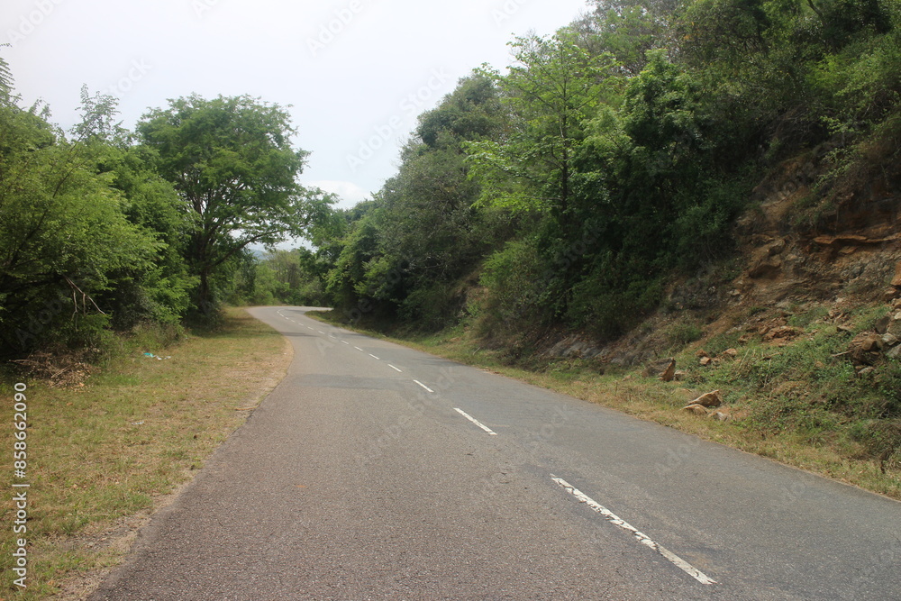 Empty road through the green trees. Empty road through the green trees.