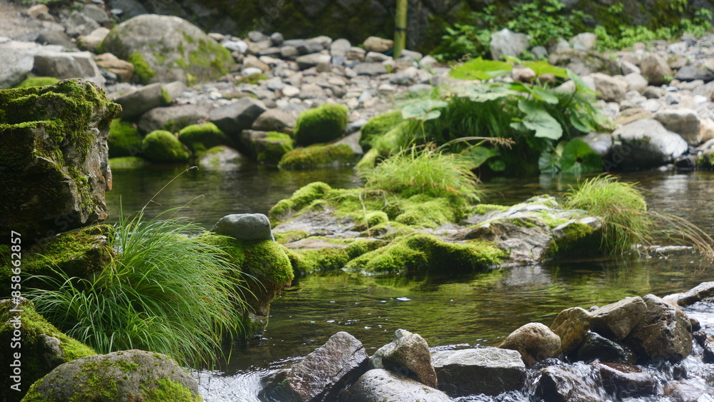A clear stream flowing through a green forest. A clear stream flowing through a green forest.