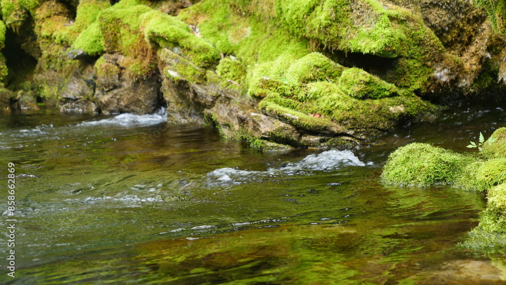 A clear stream flowing through a green forest. A clear stream flowing through a green forest.