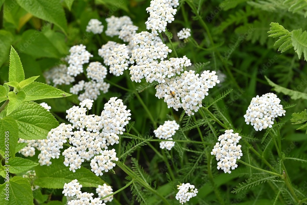 Yarrow white flowers. Asteraceae perennial herb. It has medicinal properties and was called 