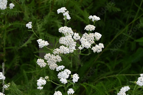 Yarrow white flowers. Asteraceae perennial herb. It has medicinal properties and was called "soldiers' wound medicine." Flowering season is from July to September. It is used in herbal teas and salads