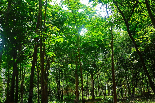 sun rays in forest