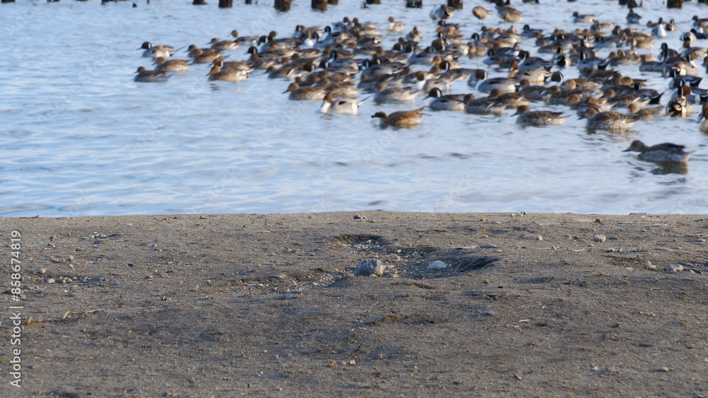 lake and sandy beach. A flock of water birds floating on the lake. lake and sandy beach. A flock of water birds floating on the lake.