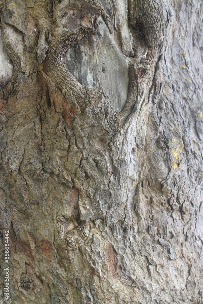 Close up texture of a tree bark Close up texture of a tree bark