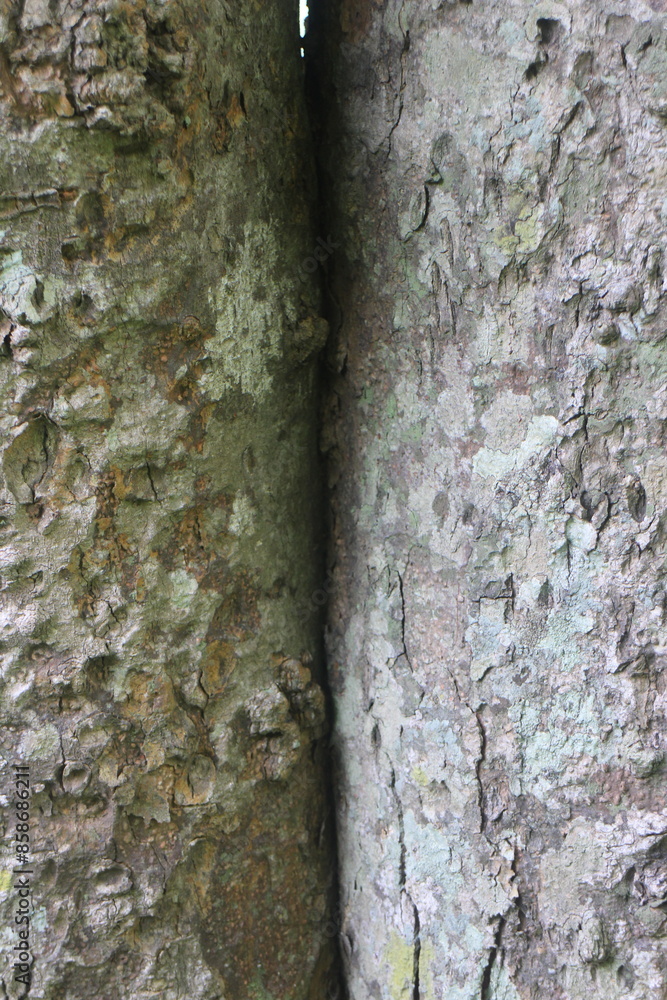 Obraz premium Wood Tree Texture Background Pattern