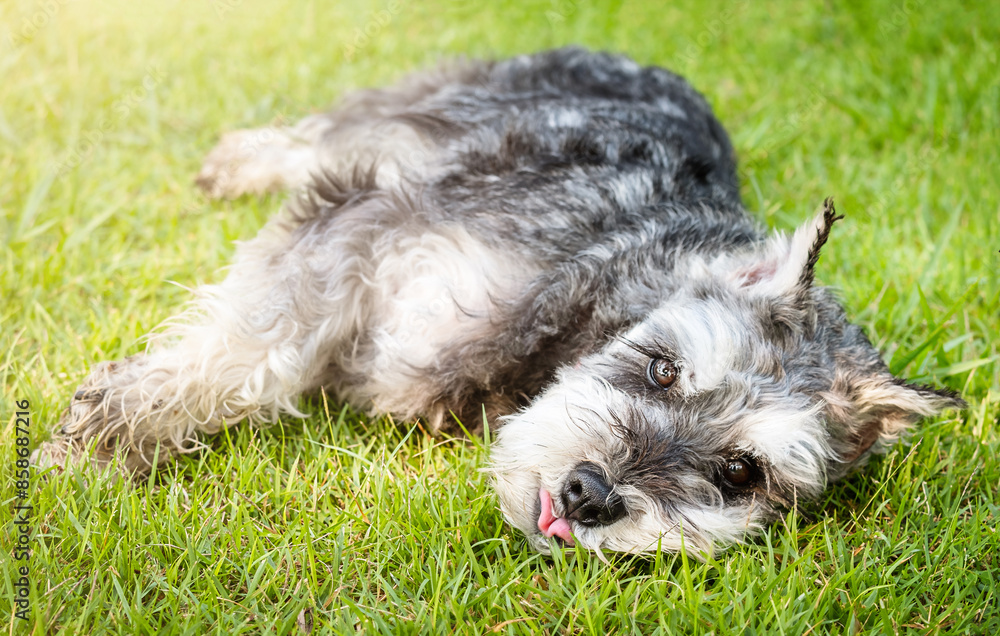 Miniature schnauzer resting on grass in the backyard Miniature schnauzer resting on grass in the backyard