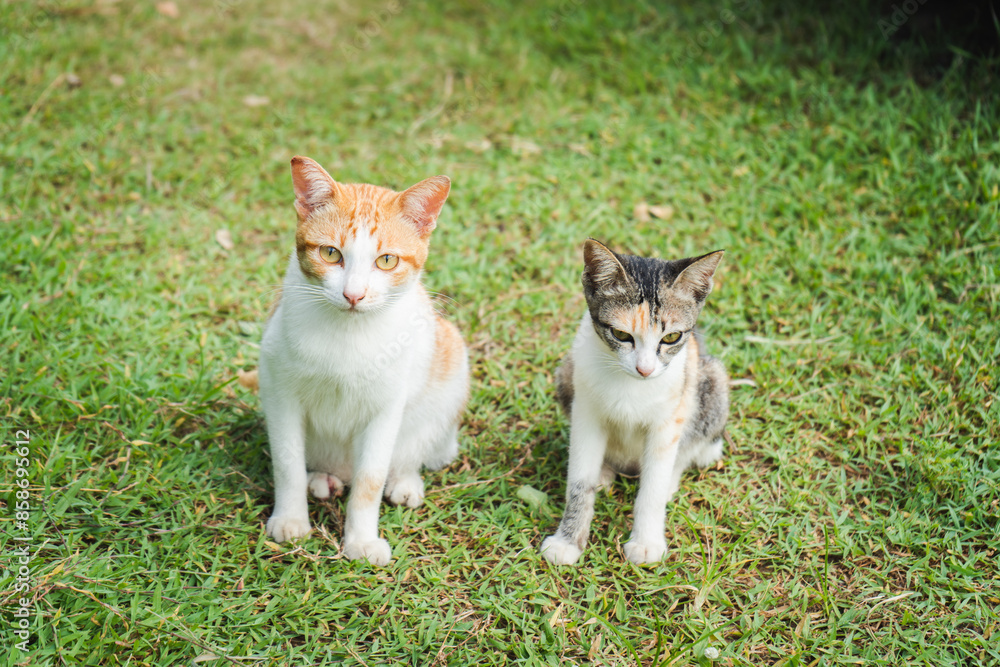 Fototapeta premium cat on the grass