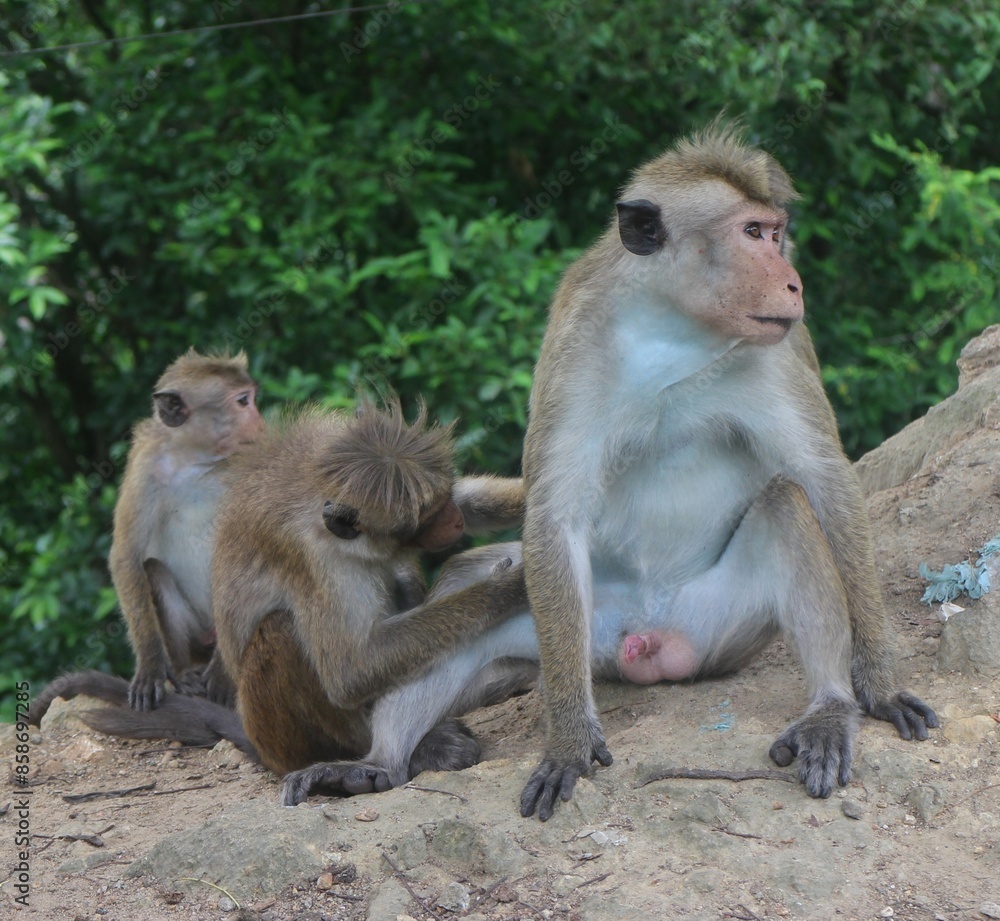 Macaque monkey family sitting together on a rock. Sri Lanka Macaque monkey family sitting together on a rock. Sri Lanka