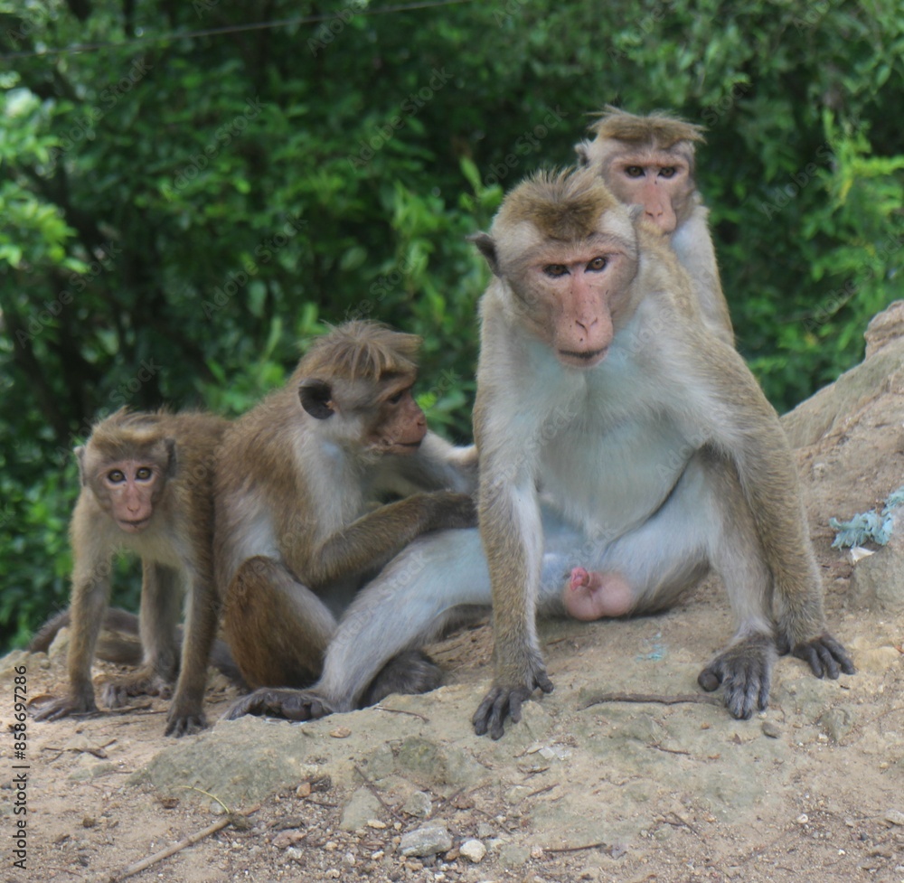Macaque monkey family sitting together on a rock. Sri Lanka Macaque monkey family sitting together on a rock. Sri Lanka