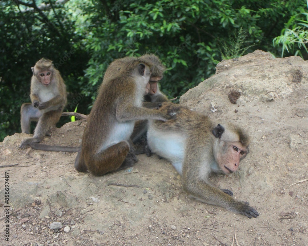 Naklejka premium Macaque monkey family sitting together on a rock. Sri Lanka