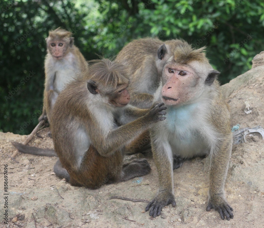 Macaque monkey family sitting together on a rock. Sri Lanka Macaque monkey family sitting together on a rock. Sri Lanka