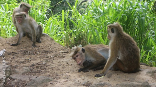 Macaque monkey family sitting together on a rock. Sri Lanka photo