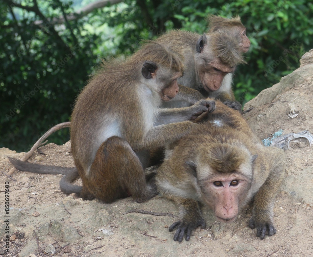 Naklejka premium Macaque monkey family sitting together on a rock. Sri Lanka