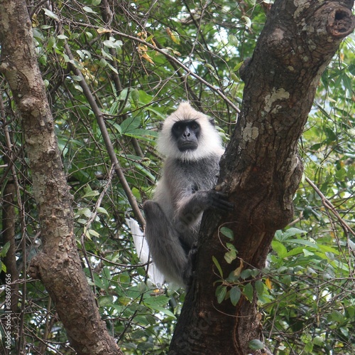 Gray langur monkey in the wild