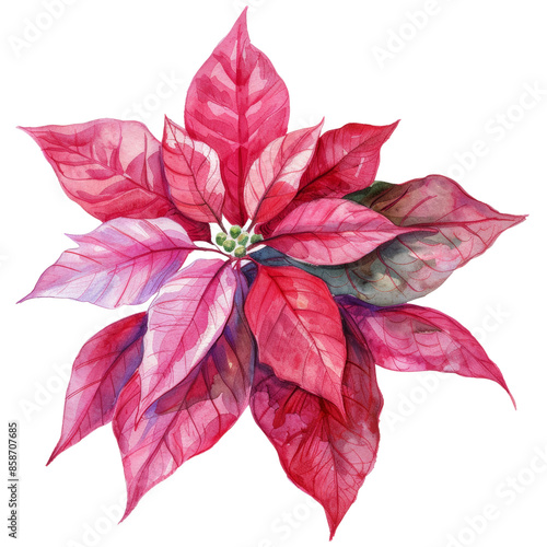 A vibrant pink poinsettia flower with intricate details, perfect for holiday designs.