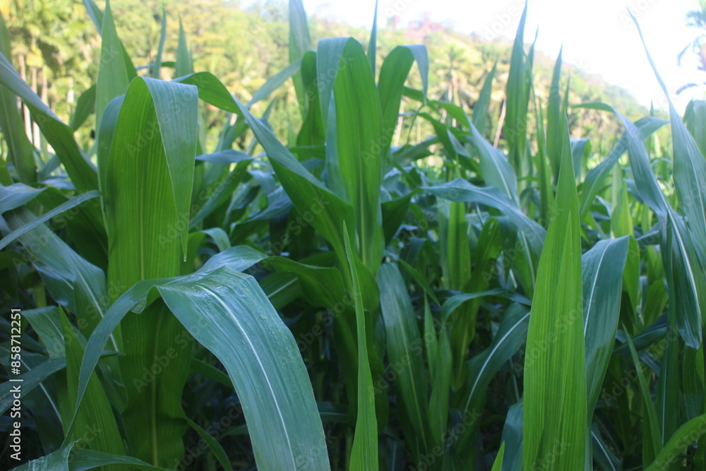 Fototapeta premium The Beauty of a Lush Green Corn Field