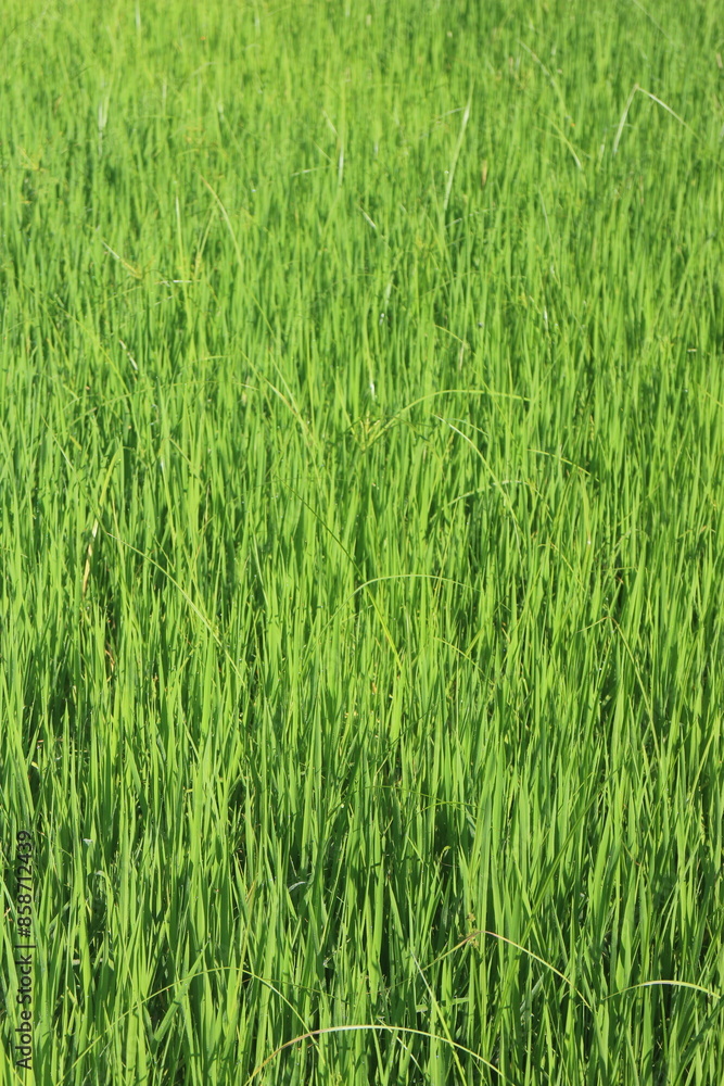 Background of a green grass. Green grass texture Green grass texture from a field. Background of a green grass. Green grass texture Green grass texture from a field.