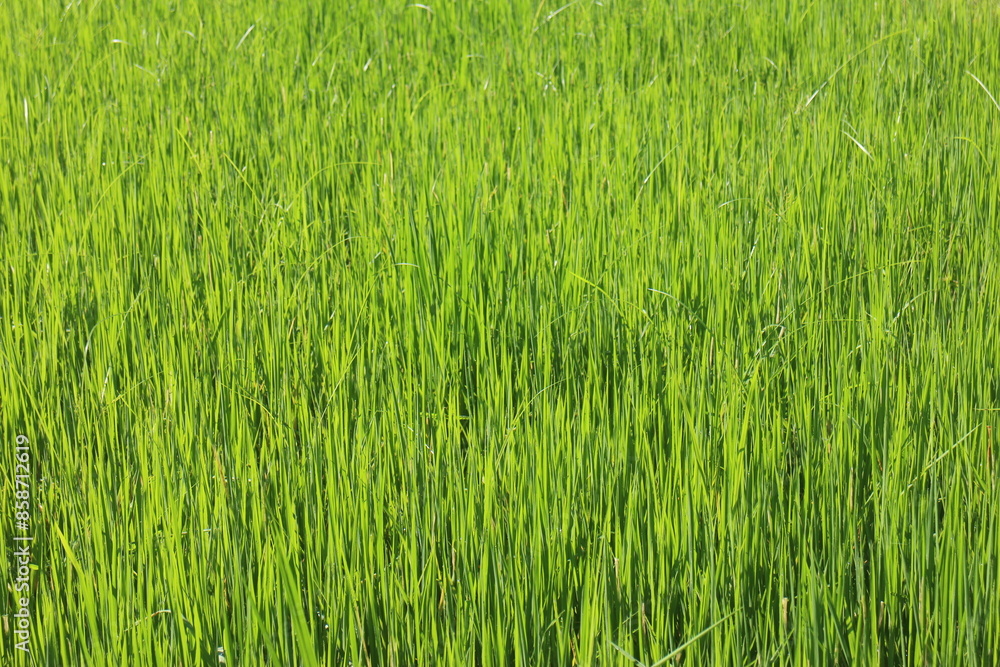 Background of a green grass. Green grass texture Green grass texture from a field. Background of a green grass. Green grass texture Green grass texture from a field.