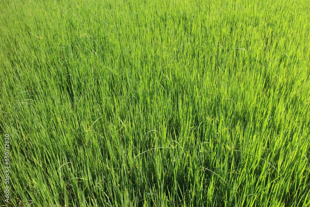 Green rice plants in rice fields in Sri Lanka. Paddy is made into rice, the staple food of Sri Lankans. Green rice plants in rice fields in Sri Lanka. Paddy is made into rice, the staple food of Sri Lankans.