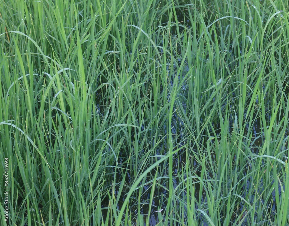 Fototapeta premium Background of a green grass. Green grass texture Green grass texture from a field.