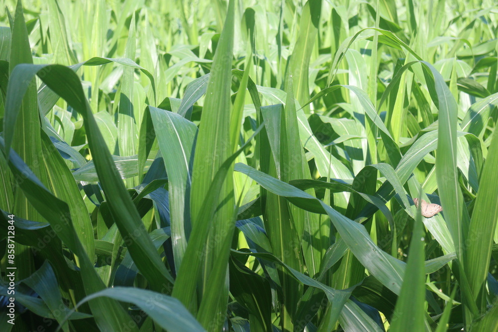 The Beauty of a Lush Green Corn Field The Beauty of a Lush Green Corn Field