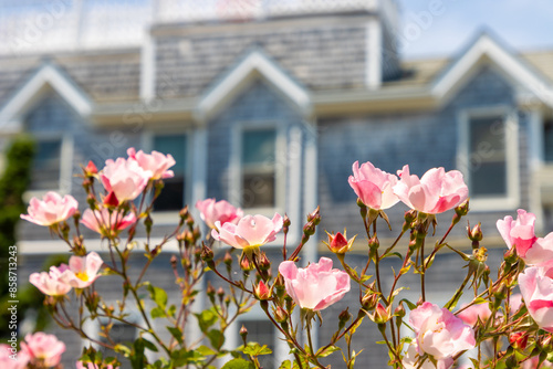 Pink flowers and house