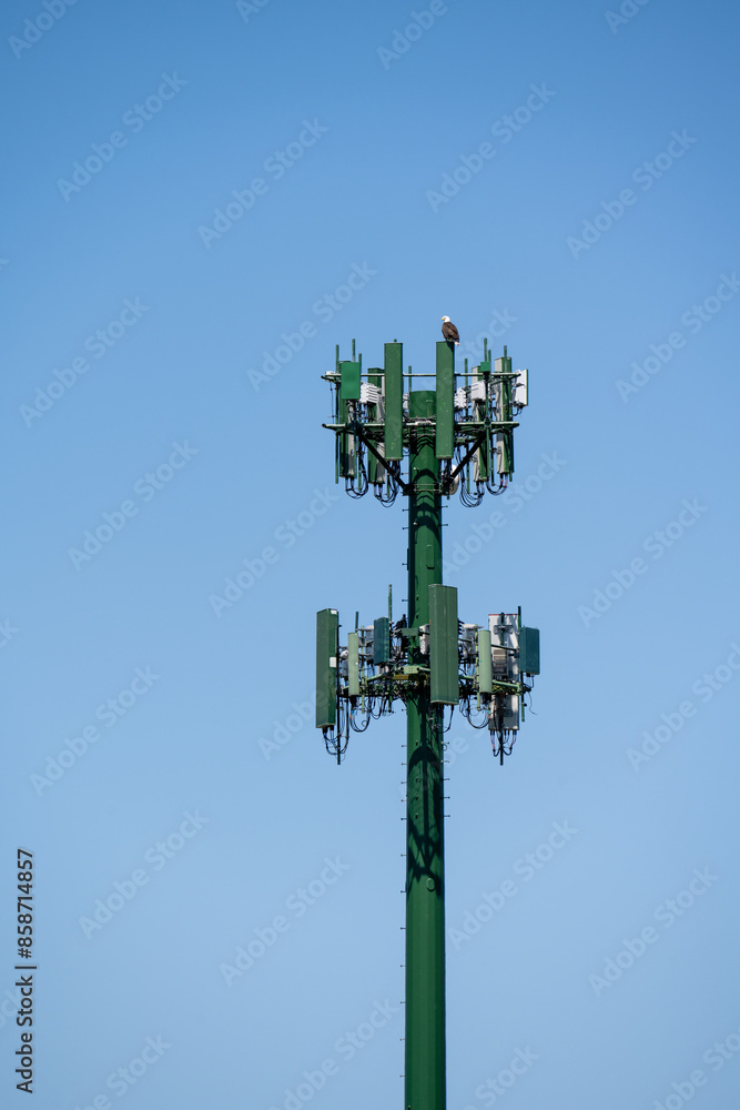 Bald eagle perched on top of a mobility cell site, panel antennas mounted on a monopole tower, wireless communications technology
Bald eagle perched on top of a mobility cell site, panel antennas mounted on a monopole tower, wireless communications technology