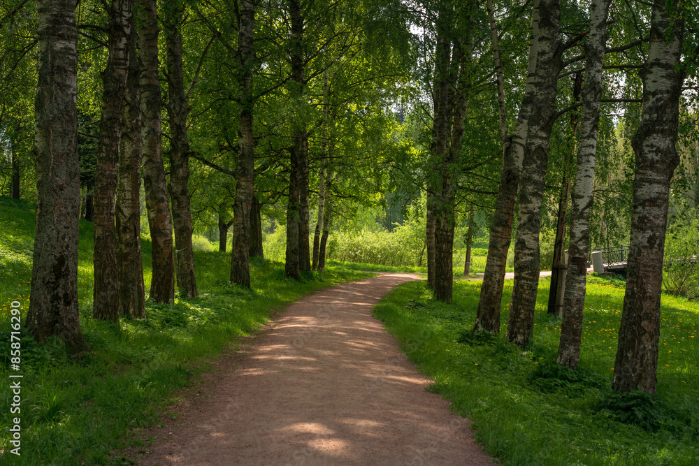 Slavyanka River Valley and Birch Alley in Marienthal Park on a sunny summer day, Pavlovsk, St. Petersburg, Russia Slavyanka River Valley and Birch Alley in Marienthal Park on a sunny summer day, Pavlovsk, St. Petersburg, Russia