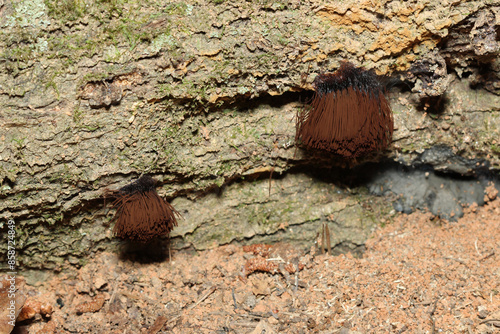Two clusters of reproductive fruiting bodies of chocolate tube slime molds, Stemonitis sp.  Growing on decaying wood in a forest of the mountains of South Carolina. 