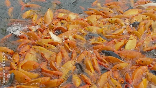 lots of yellow, white and black goldfish and tilapia gather to look for food in the pond photo
