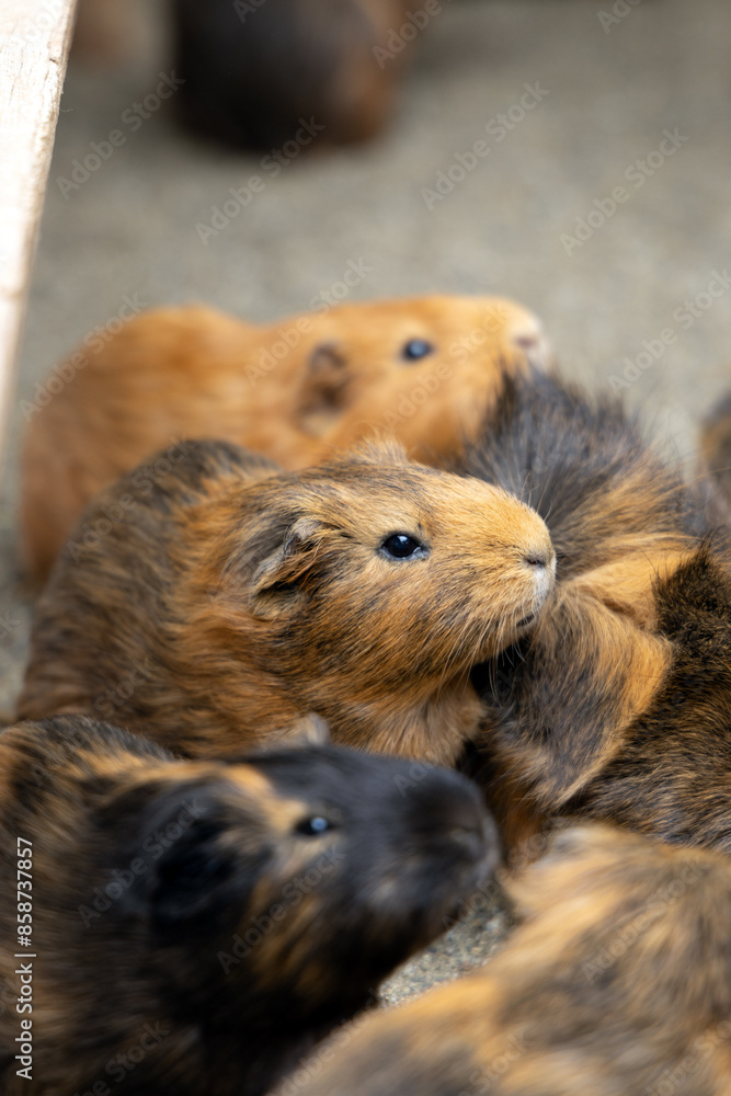 Close-up of guinea pigs in Beppu Mountain Hell, Kyushu, Japan Close-up of guinea pigs in Beppu Mountain Hell, Kyushu, Japan
