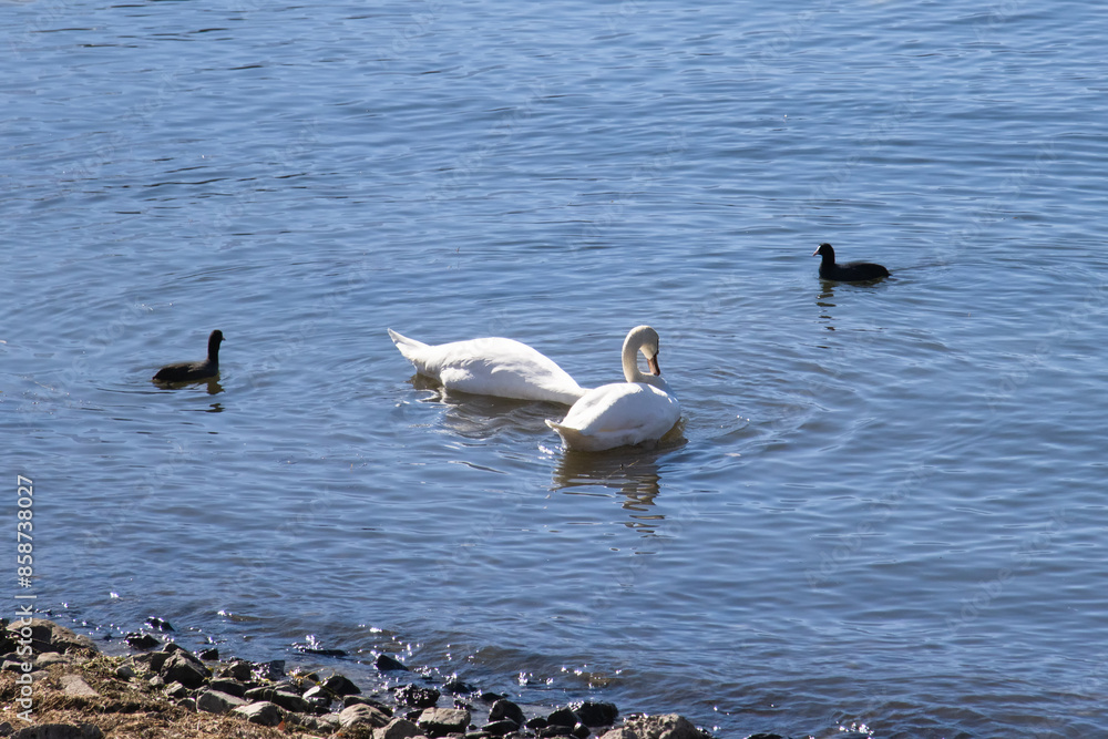 Swans at Yamanaka Lake in Mount Fuji, Japan Swans at Yamanaka Lake in Mount Fuji, Japan