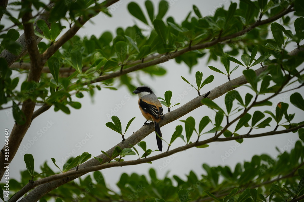 The Long-tailed Shrike (Lanius schach) is a species of bird belonging to the shrike family, Laniidae. It is known for its distinctive long tail and striking plumage, which typically includes a combina The Long-tailed Shrike (Lanius schach) is a species of bird belonging to the shrike family, Laniidae. It is known for its distinctive long tail and striking plumage, which typically includes a combina