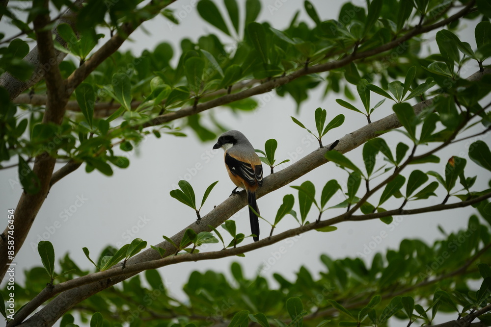The Long-tailed Shrike (Lanius schach) is a species of bird belonging to the shrike family, Laniidae. It is known for its distinctive long tail and striking plumage, which typically includes a combina The Long-tailed Shrike (Lanius schach) is a species of bird belonging to the shrike family, Laniidae. It is known for its distinctive long tail and striking plumage, which typically includes a combina