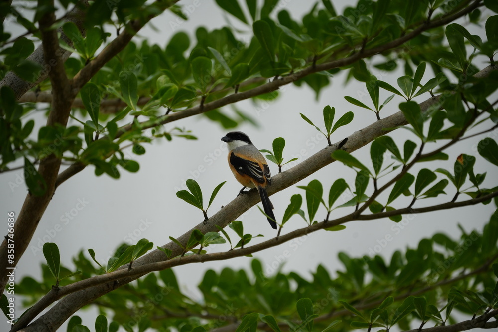Fototapeta premium 棕背伯勞（Lanius schach）は、中型の鳥であり、主にアジア地域に広く分布しています。棕背伯勞はその独特な姿と捕食の戦略で知られており、アジアの多様な生息地で重要な役割を果たしています。