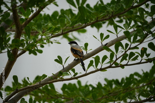 棕背伯勞（Lanius schach）は、中型の鳥であり、主にアジア地域に広く分布しています。棕背伯勞はその独特な姿と捕食の戦略で知られており、アジアの多様な生息地で重要な役割を果たしています。