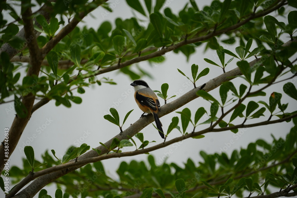 The Long-tailed Shrike (Lanius schach) is a species of bird belonging to the shrike family, Laniidae. It is known for its distinctive long tail and striking plumage, which typically includes a combina The Long-tailed Shrike (Lanius schach) is a species of bird belonging to the shrike family, Laniidae. It is known for its distinctive long tail and striking plumage, which typically includes a combina