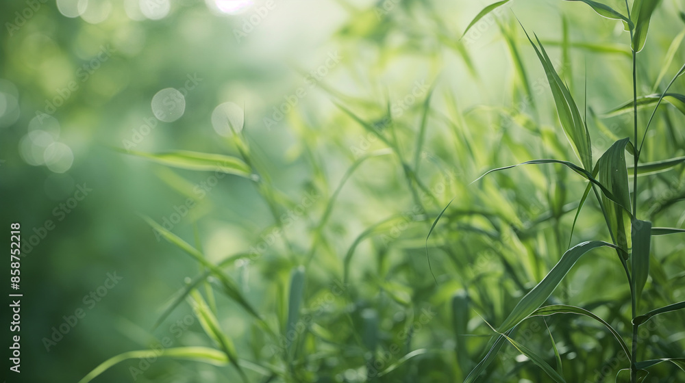 Soft Breeze Through Tall Grass in 4K Close-up Photography Soft Breeze Through Tall Grass in 4K Close-up Photography