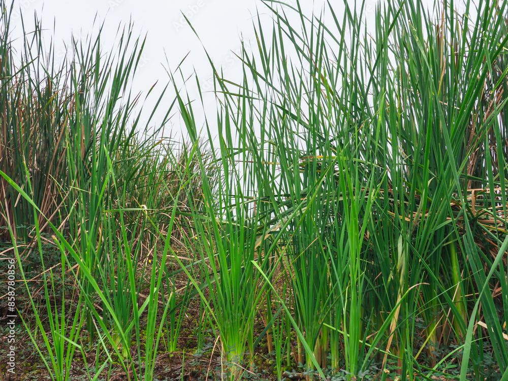 Lesser Reedmace, green in the swamp Lesser Reedmace, green in the swamp
