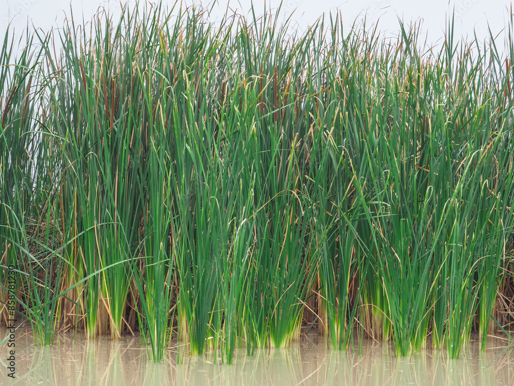 Obraz premium Lesser Reedmace, green in the swamp
