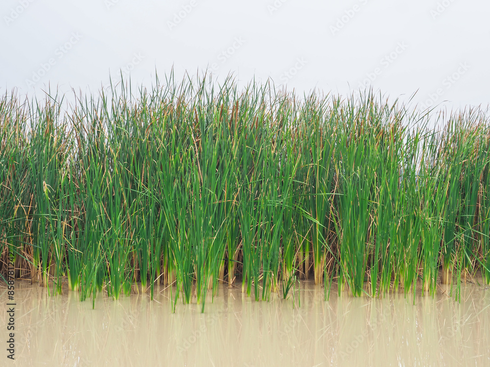 Obraz premium Lesser Reedmace, green in the swamp