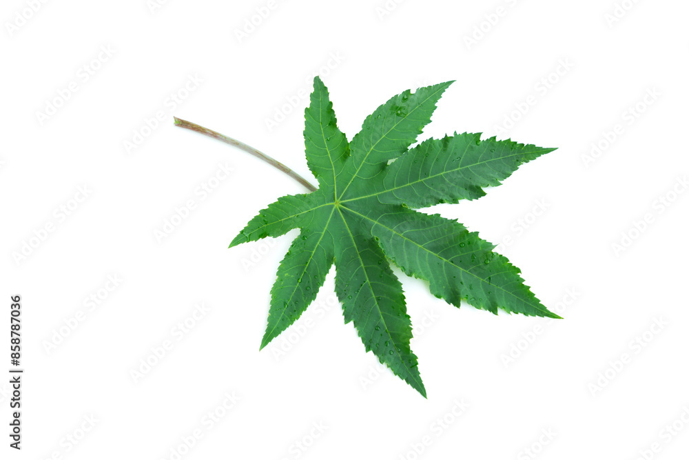 Green castor leaf isolated on white background, Green leaves Green castor leaf isolated on white background, Green leaves