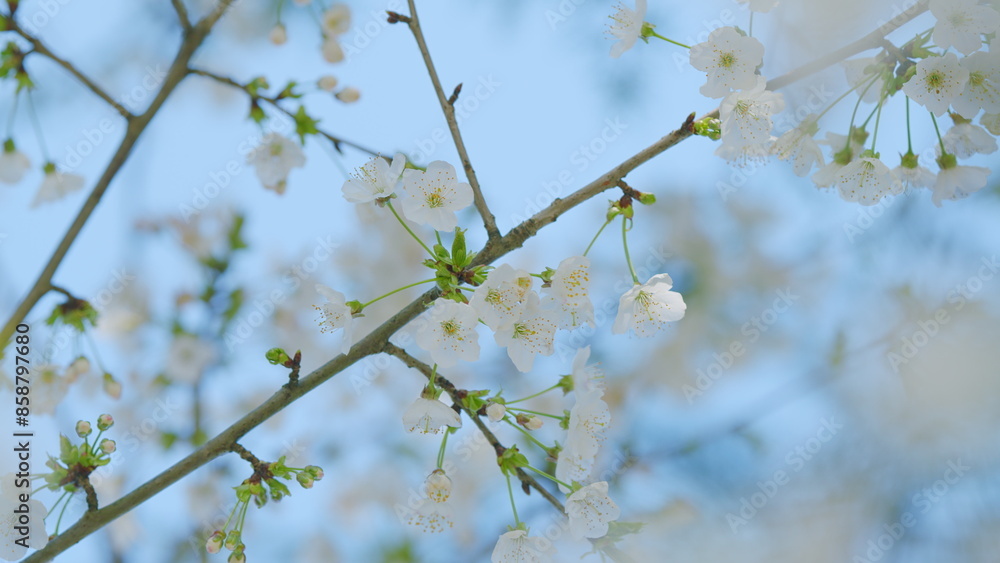 Fototapeta premium Sweet Cherry. Wild Cherry Or Prunus Avium Flowers With A Beautiful White Blossom In Early Spring. Close up.