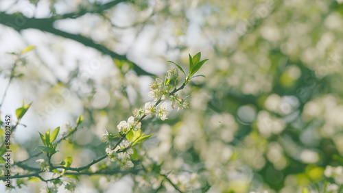 White Wild Cherry Blossom. White Springtime Flowers. Bird Cherry Is A Species Of A Flowering Plant In Rose Family Rosaceae. Bokeh.