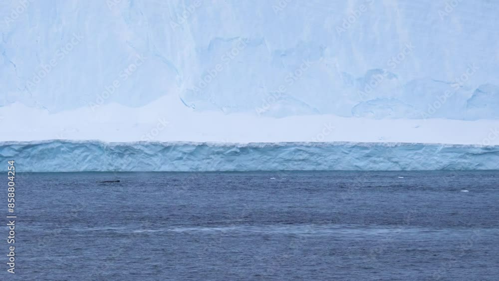 Antarctica Humpback Whale Tail Iceberg Incredible Wildlife Nature Documentary High Quality Antarctica Humpback Whale Tail Iceberg Incredible Wildlife Nature Documentary High Quality