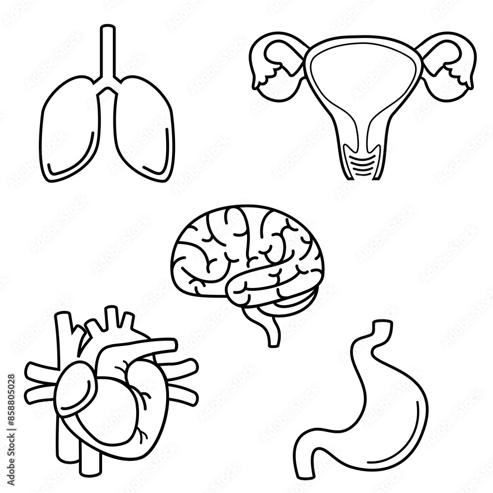 Internal organs of the body, brain, lungs, heart, stomach, female vagina. vector icon Internal organs of the body, brain, lungs, heart, stomach, female vagina. vector icon
