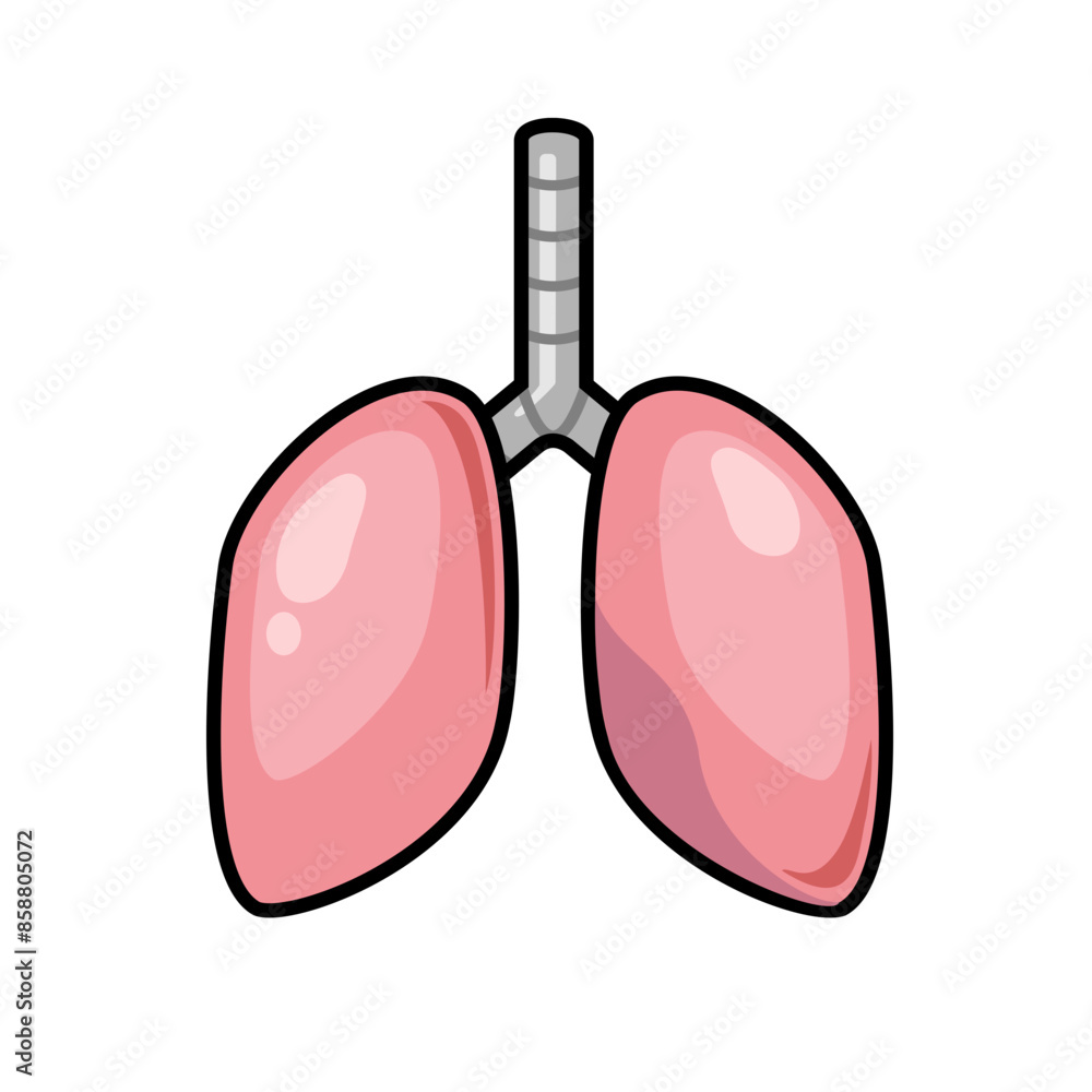 The lungs are an organ within the body that receives oxygen from the air into the body. The lungs are an organ within the body that receives oxygen from the air into the body.