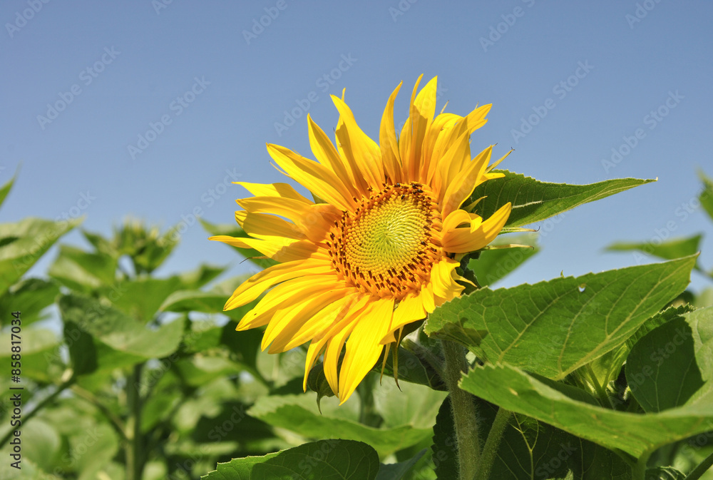 sunflower against blue sky. the first young sunflower flower in the field. sunflower flower close up on a sunny day sunflower against blue sky. the first young sunflower flower in the field. sunflower flower close up on a sunny day
