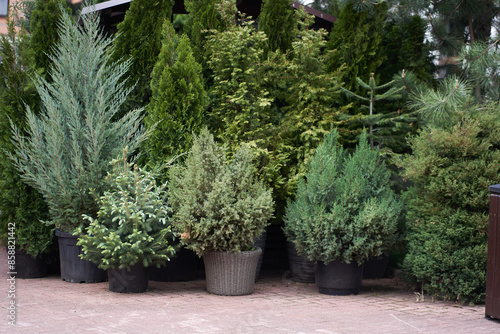 Seedlings of shrubs and coniferous trees in pots in a plant nursery. A garden plant store. An outdoor fair. With space to copy. High quality photo