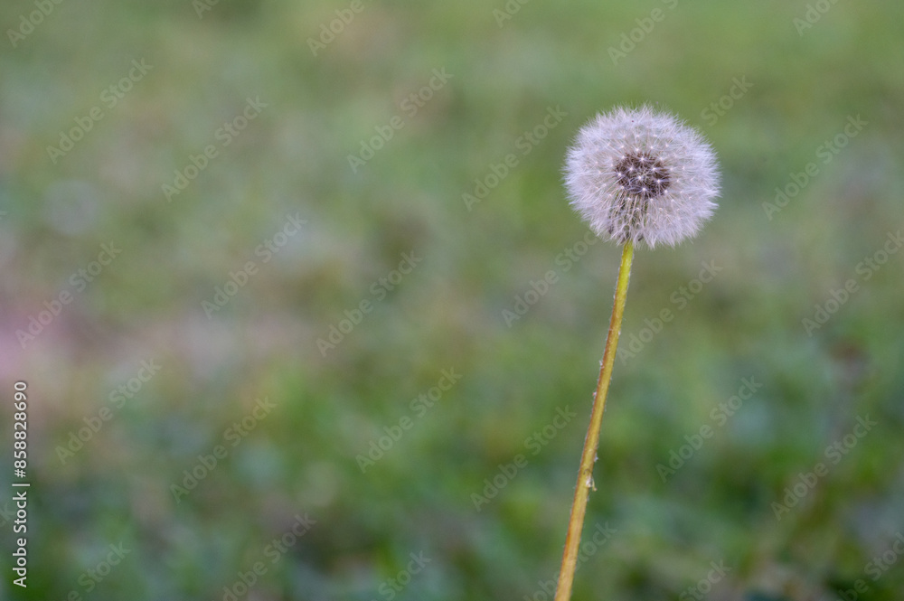 Dandelion head Dandelion head